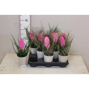 ARR TILLANDSIA