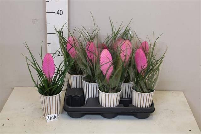 <h4>ARR TILLANDSIA</h4>