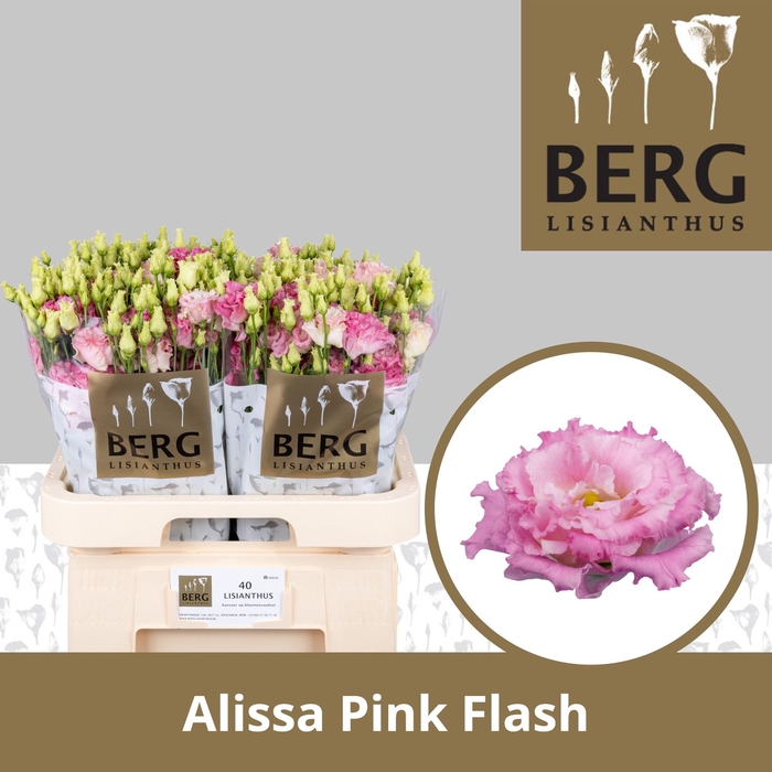 <h4>Lisianthus Alissa Pink flash</h4>