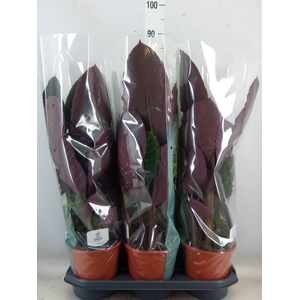 Calathea warscewiczii