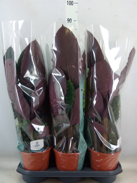 <h4>Calathea warscewiczii</h4>