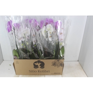 PHALAENOPSIS CASCATA P12