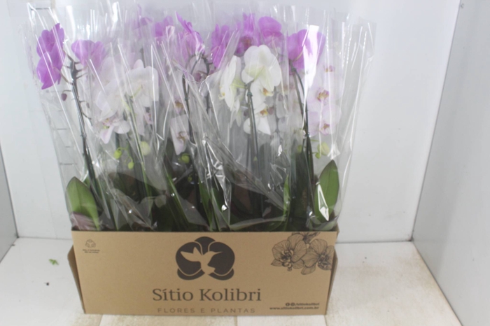 <h4>PHALAENOPSIS CASCATA P12</h4>
