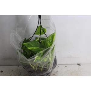 JIBOIA VERDE C21 PENDENTE