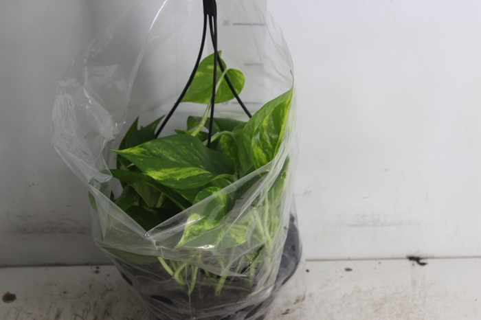 <h4>JIBOIA VERDE C21 PENDENTE</h4>
