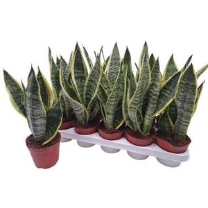 SANSEV FUTURA SUPERB