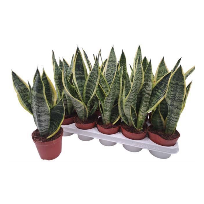 <h4>SANSEV FUTURA SUPERB</h4>