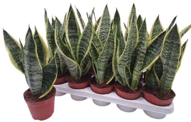 <h4>SANSEV FUTURA SUPERB</h4>