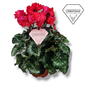 Cyclamen Exclusive® Merengue Rood Kerstetiket