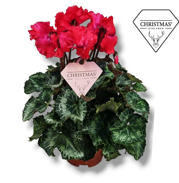<h4>Cyclamen Exclusive® Merengue Rood Kerstetiket</h4>
