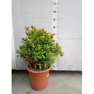 Crassula ovata 'Sunset'