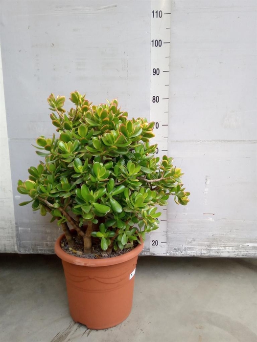 <h4>Crassula ovata 'Sunset'</h4>
