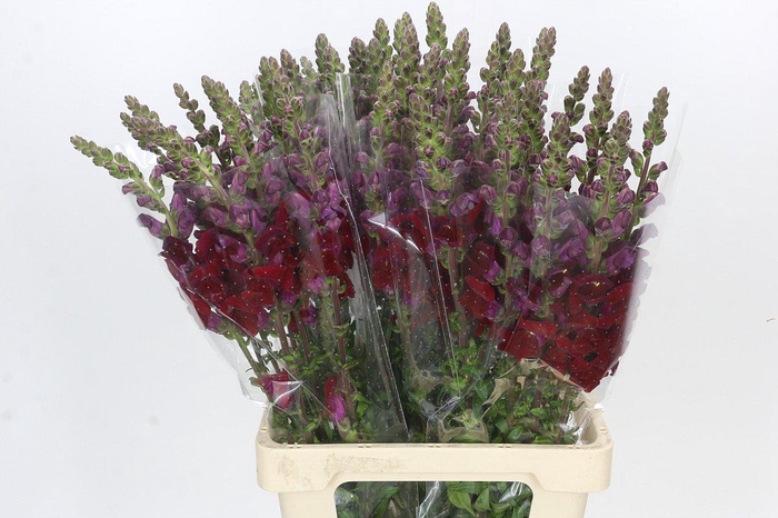 <h4>Antirrhinum Potomac Red</h4>