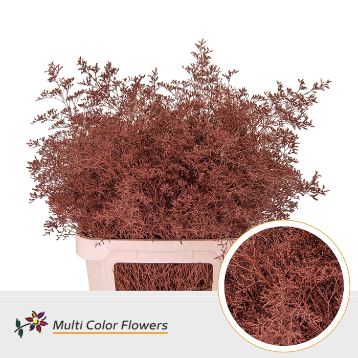 <h4>Limonium Beltlaard Caramel</h4>