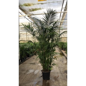 KENTIA - P44 H350 - 20PP - Air So Pure(Howea forsteriana)