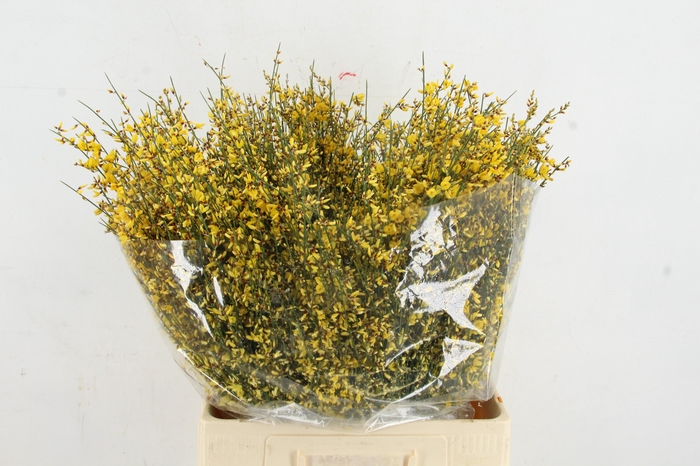 <h4>GINSTER YELLOW 400GR</h4>