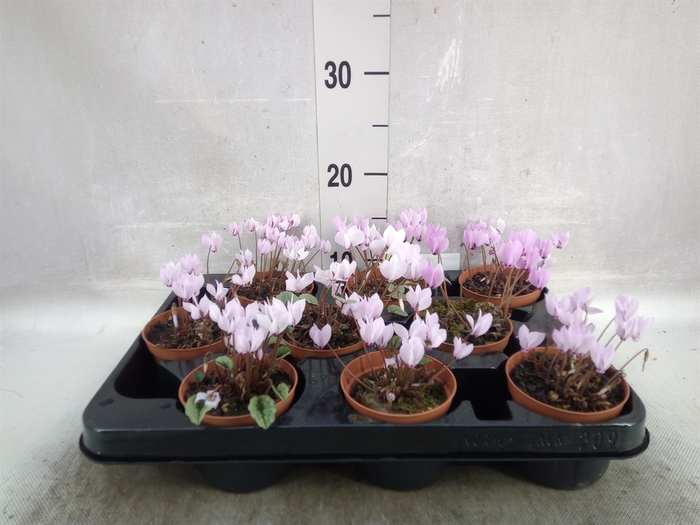 <h4>Cyclamen hederif.</h4>