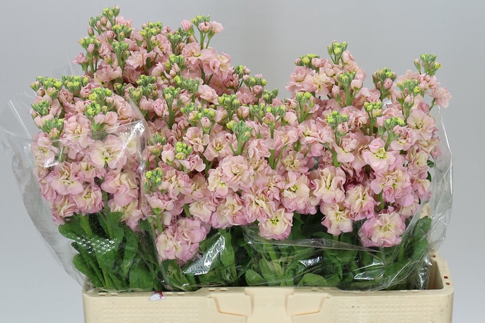 Matthiola Champagne