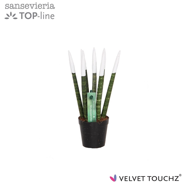 <h4>Sansevieria VELVET TOUCHZ® Wit</h4>