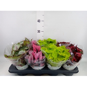 Begonia BD 'Beleaf'   ...mix