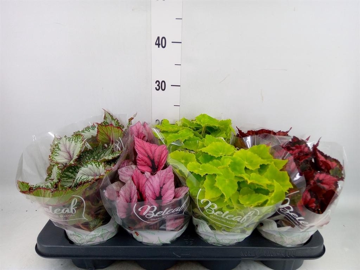 <h4>Begonia BD 'Beleaf'   ...mix</h4>