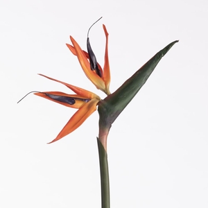 AF Strelitzia L85cm Orange