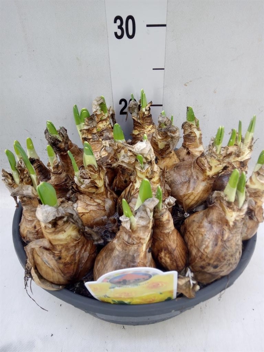 <h4>Narcissus ...</h4>