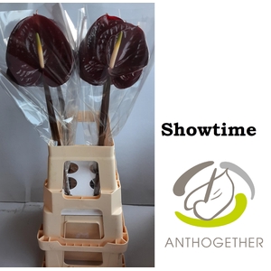 ANTH A SHOWTIME 12 ers water