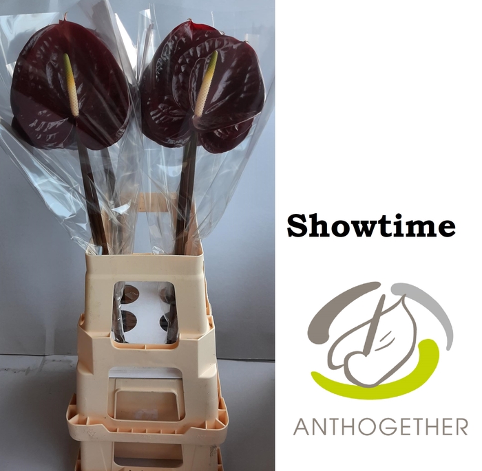 <h4>ANTH A SHOWTIME 12 ers water</h4>