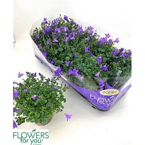 Campanula portenschlagiana Ocean