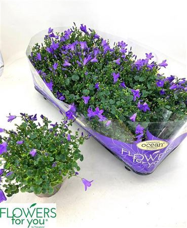 <h4>Campanula portenschlagiana Ocean</h4>