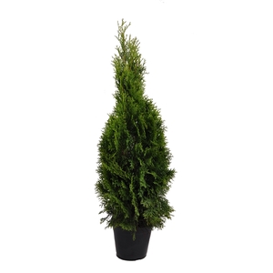 Thuja occ. Smaragd, plantmaat 80-100 cm - Rondgestoken -