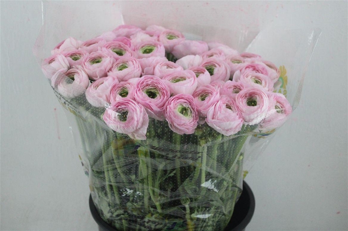 <h4>Ran Cloni Sup Confetto San Mauro</h4>