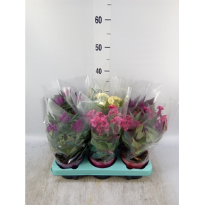 Celosia arg.   ...mix