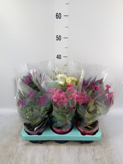 <h4>Celosia arg.   ...mix</h4>