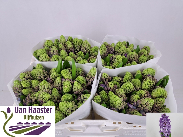 <h4>HYAC PURPLE STAR</h4>