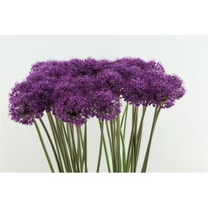 Allium Statos 90cm