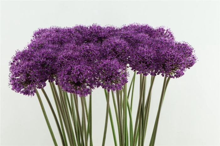 <h4>Allium Statos 90cm</h4>