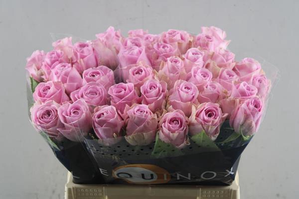 <h4>R Gr Heidi! L40</h4>