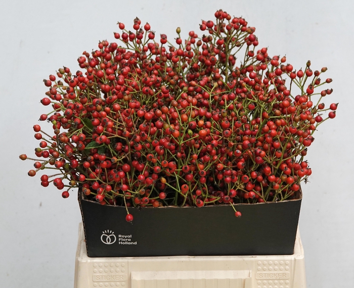 <h4>ROSA F AUTUMN SPLASH</h4>
