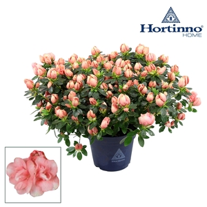 Hortinno® Home 'Lime Peach' 35 - 37 cm