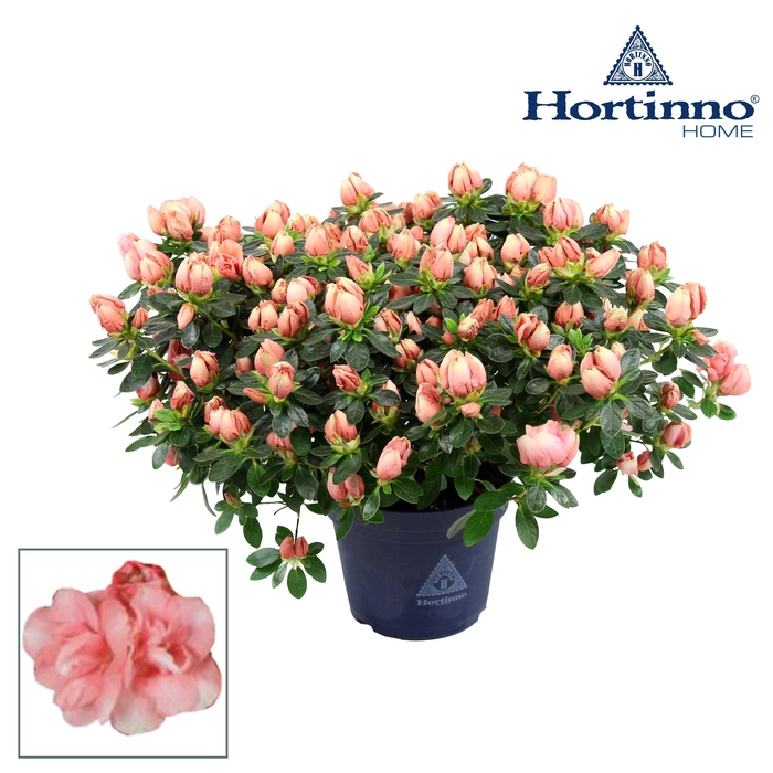 <h4>Hortinno® Home 'Lime Peach' 35 - 37 cm</h4>