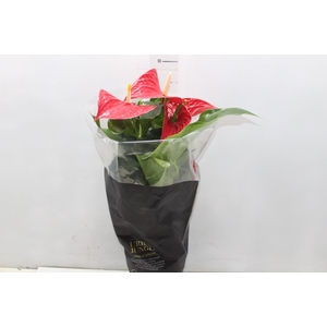ANTHURIUM MICHIGAN P17 PREMIUM