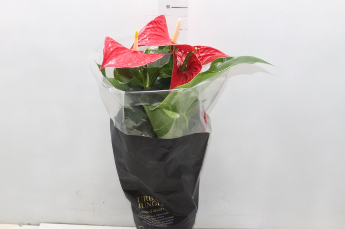 <h4>ANTHURIUM MICHIGAN P17 PREMIUM</h4>