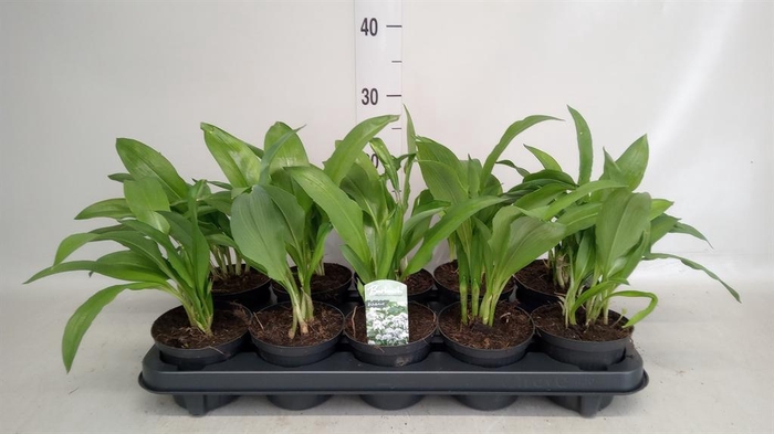 <h4>Allium ursinum</h4>