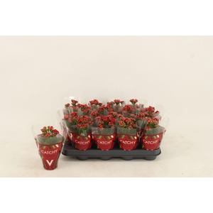 Kalanchoe blos. 'Calandiva Rubio'