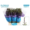 Veron Smart Navy
