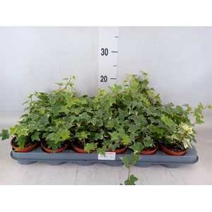Hedera helix 'Eva'