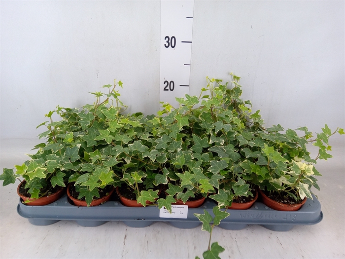 <h4>Hedera helix 'Eva'</h4>