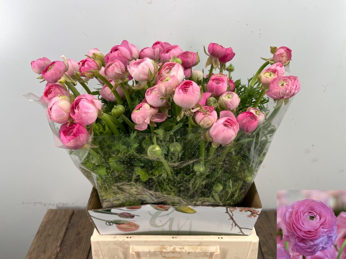 <h4>RAN EL PINK</h4>